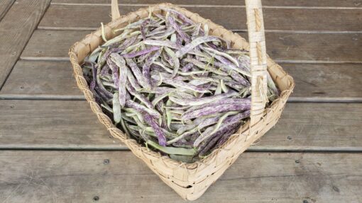 A large basket filled with Dragon Tongue Bush Beans.