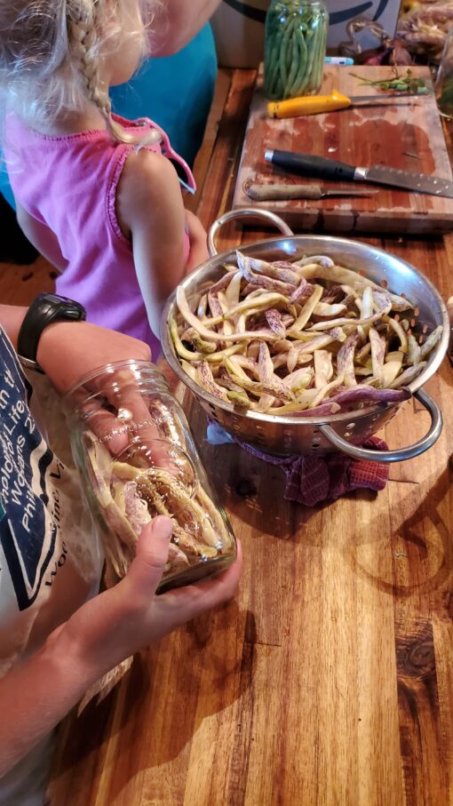 Packing Dragon Tongue Bush Beans into jars for canning or pickling.