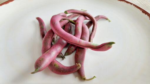 Handful of Red Swan Bush Beans on a white plate.
