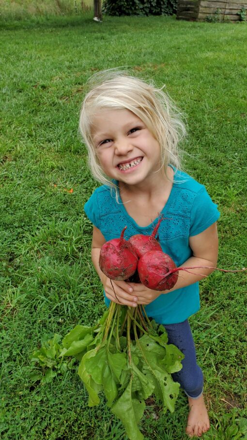 Holding a bunch of Early Wonder Beets.