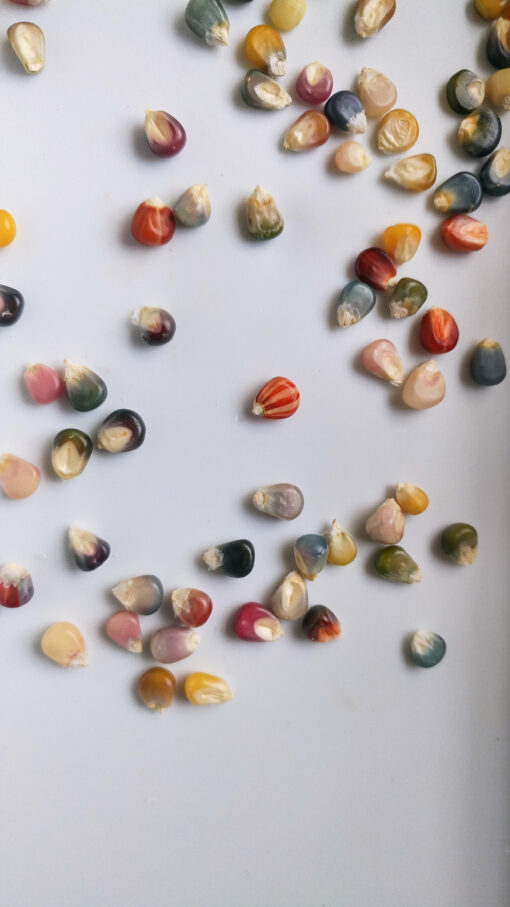 Glass Gem Corn kernels of all shades and colors.