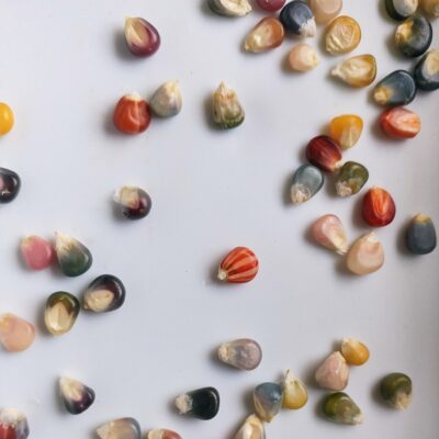 Glass Gem Corn Kernels in various colors and shades.