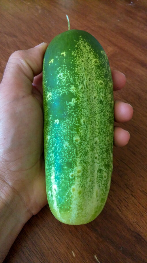 Cucumber Boston Pickling in hand.