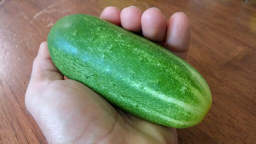 Large Boston Pickling Cucumber in the palm of a hand.