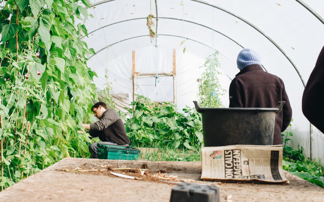 Men in greenhouse for season extension post.