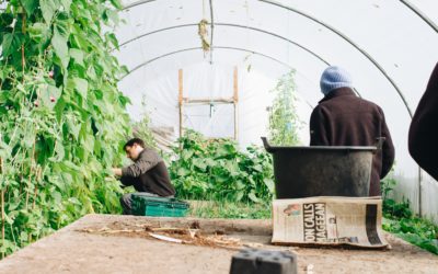Using Season Extension in Your Fall Garden