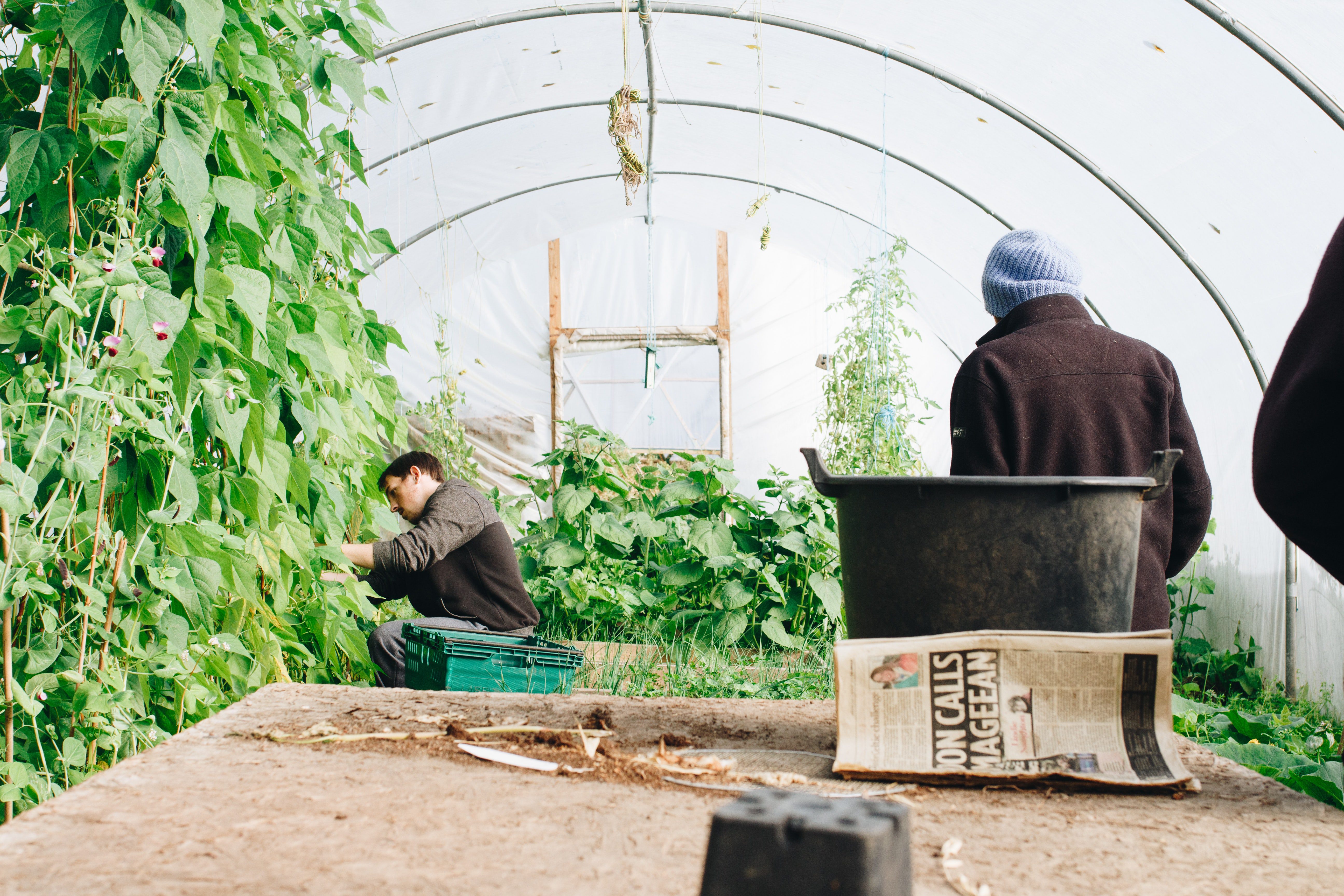 Men in greenhouse for season extension post.