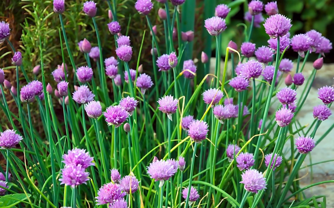 Chives for how to grow and use chives