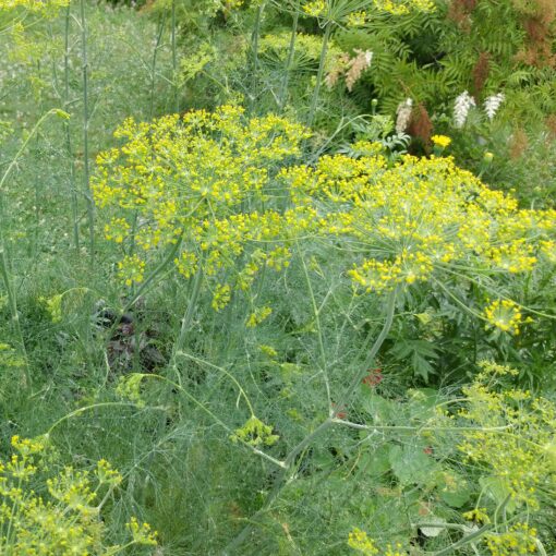Dill Mammoth growing in the garden.