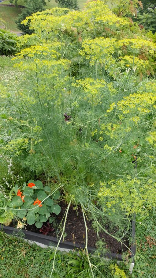 A very large bed of Mammoth Dill.