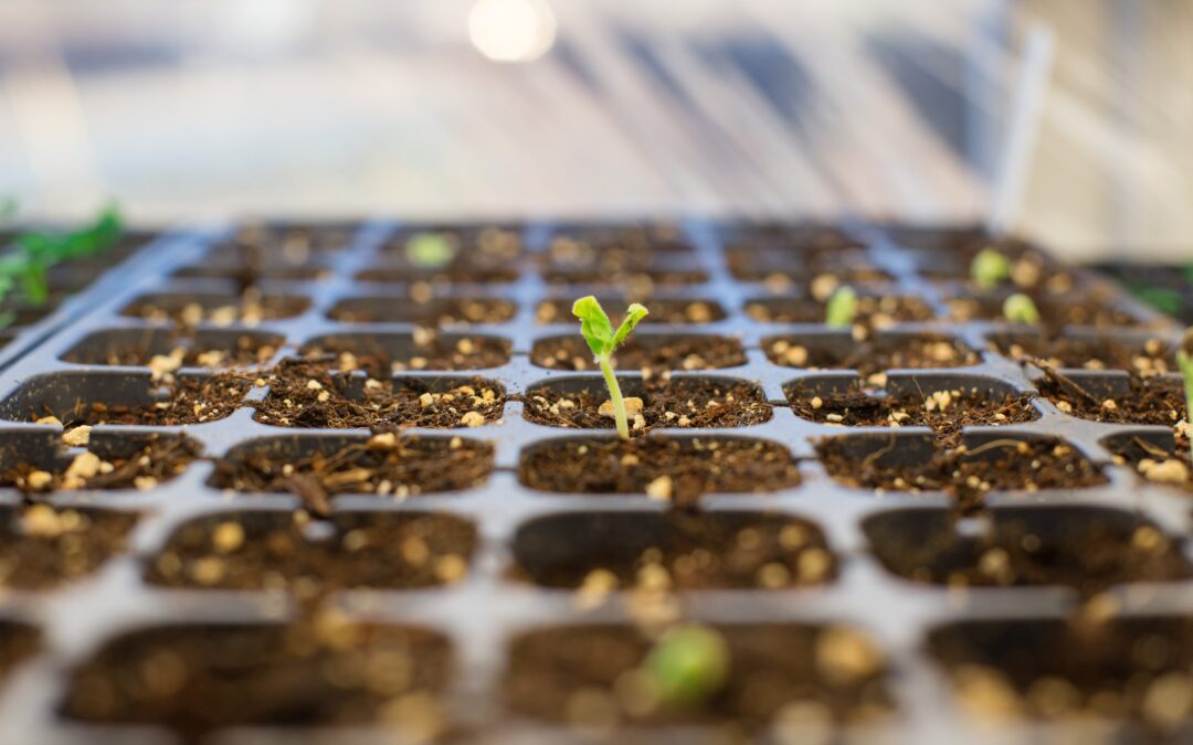 How to Grow Seedlings: Germination Requirements