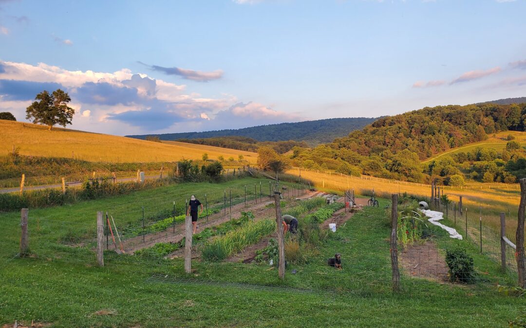 How to Plan a Garden: Soil, Sunlight, & Location Constraints