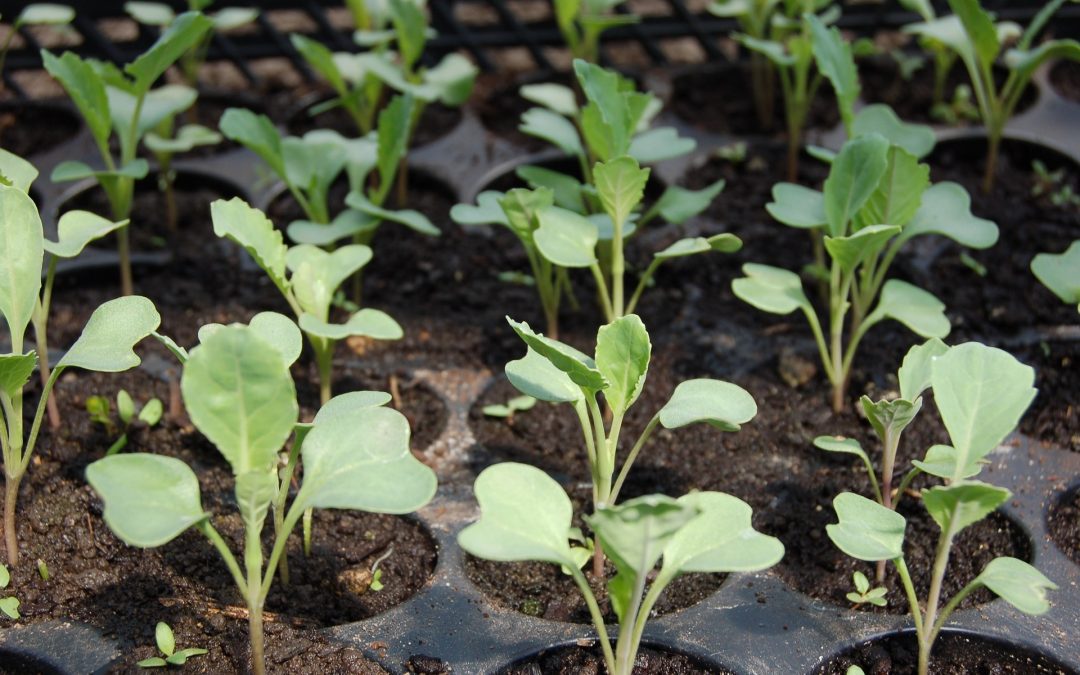 Starting Seeds Without Light Video
