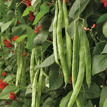 Green climbing beans growing on a Scarlet Emperor plant with red flowers.