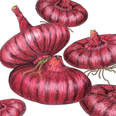 Onion Red Cippolini
