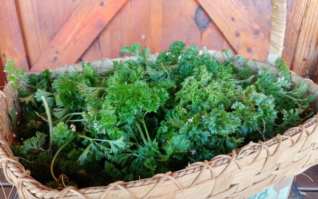 How to Grow Parsley: Tips & Tricks