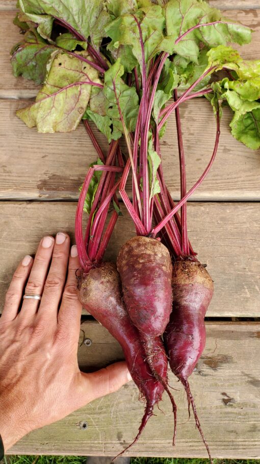 Holding hand next to a bunch of Cylindra Beets.