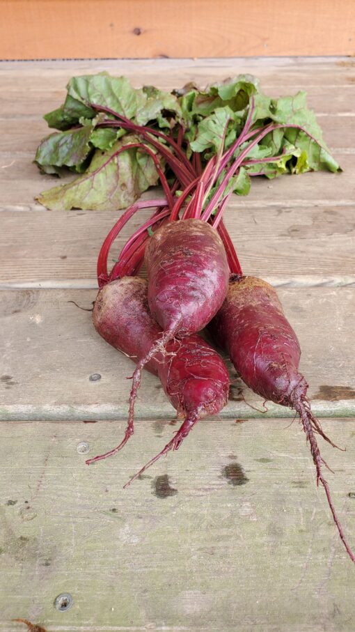 A bunch of Cylindra beets on a wooden surface.