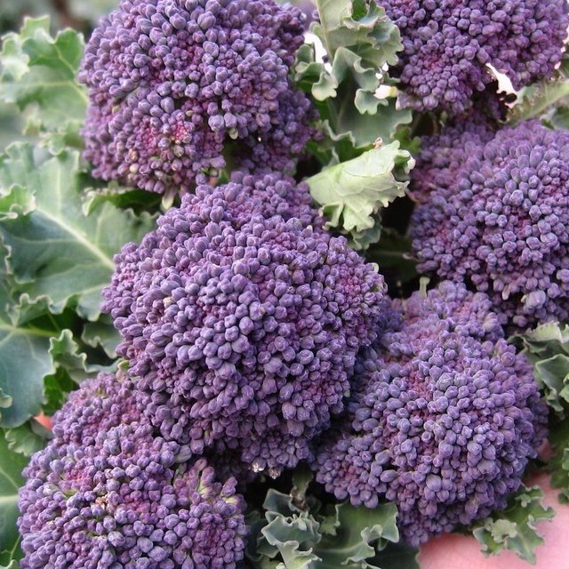 Brocoli Purple Sprouting Early 250 graines