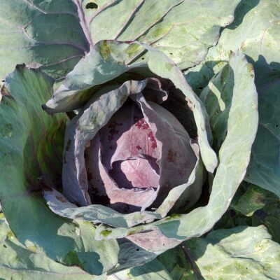 Cabbage Red Acre with its greenish purple leaves around the cabbage head.