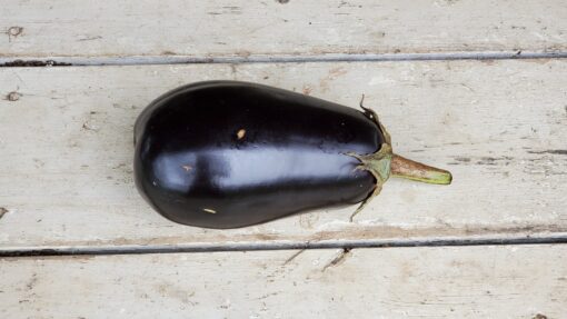 Large individual Black Beauty Eggplant.