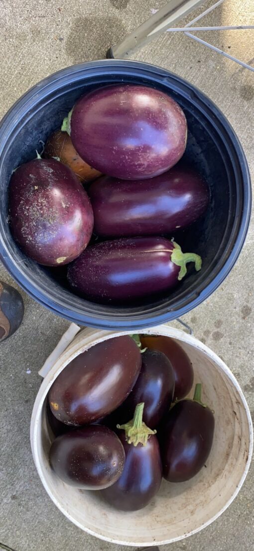 Harvested Black Beauty Eggplant in buckets.