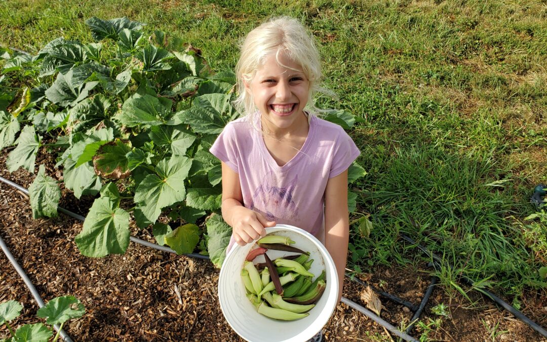 Okra Mistakes Video