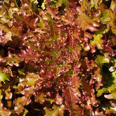Lettuce Red Salad Bowl's frilly red and green leaves.