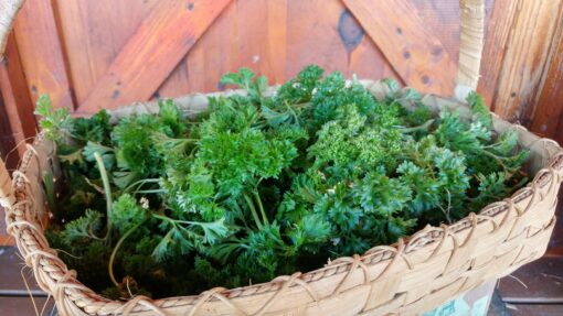 A basket filled with Triple Curled Parsley.