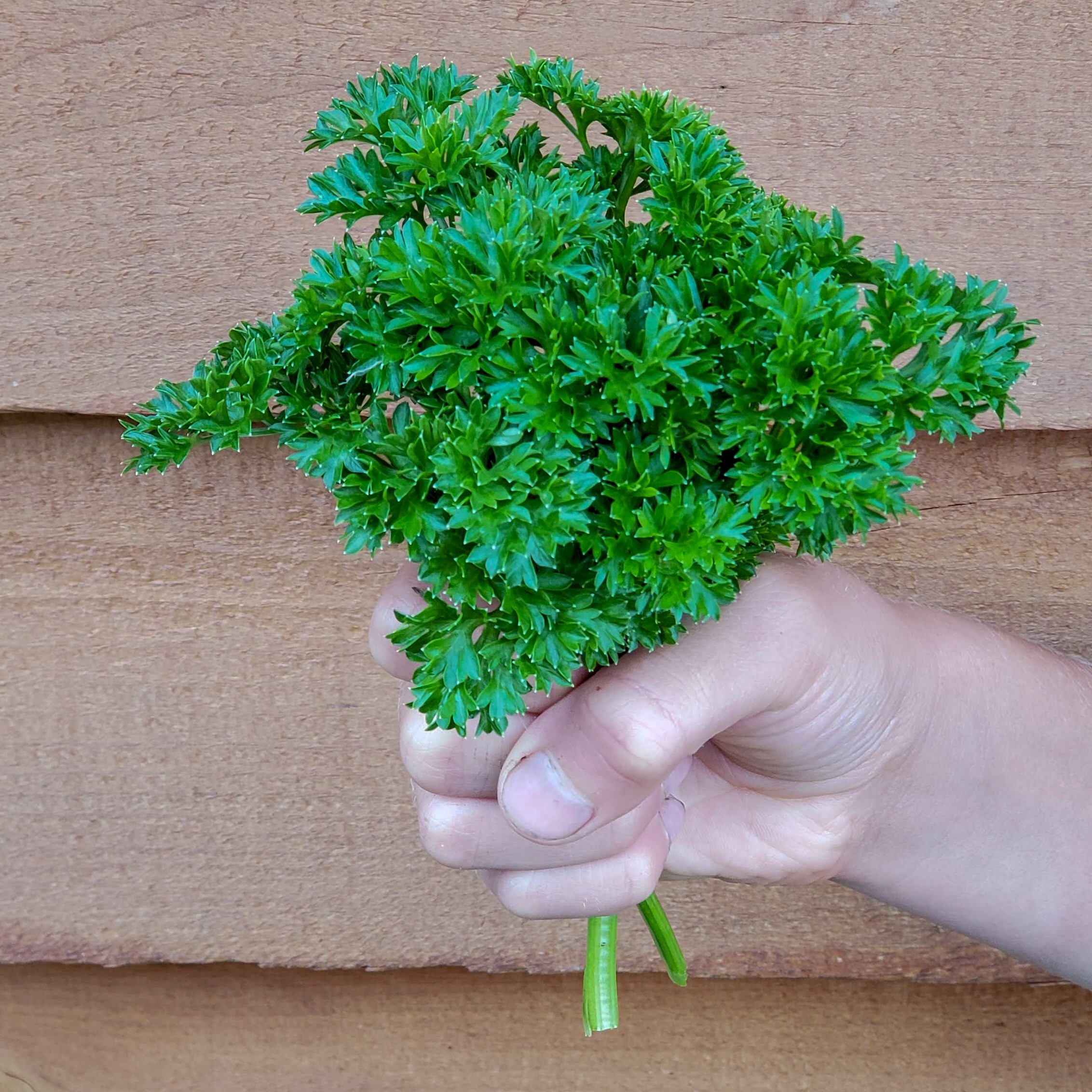 Parsley Triple Curled bunch in hand.