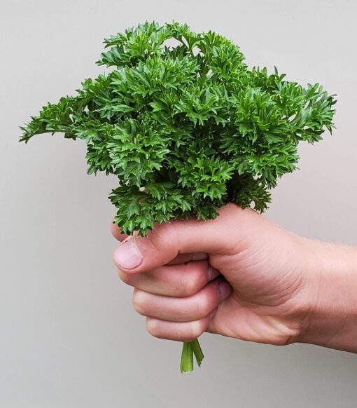 Hand holding a very curly bunch of harvested Triple Curled Parsley.