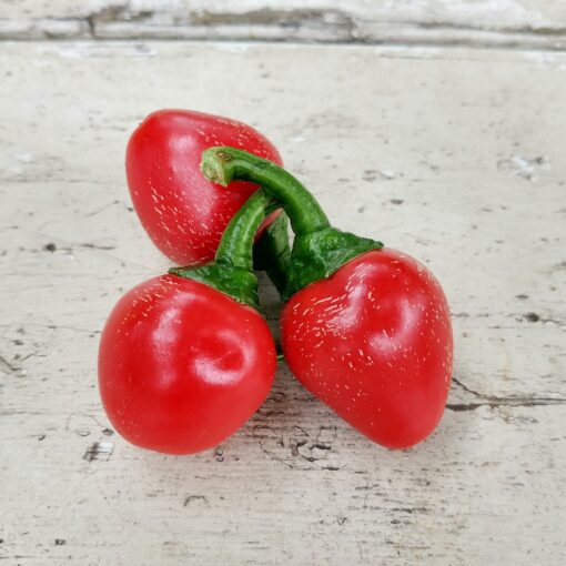Pepper Cherry with its bright red skin.
