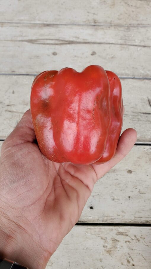 Chinese Giant Pepper in hand.