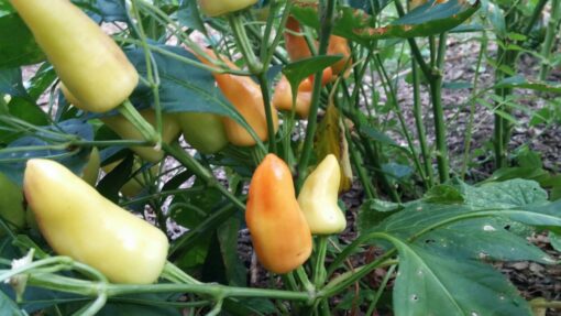 Hungarian Hot Wax Peppers on the plant just starting to ripen.