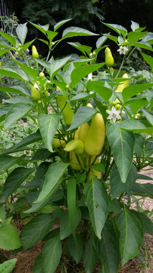 Green Hungarian Hot Wax Peppers on the plant.