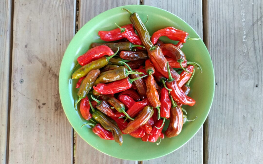Saving Pepper Seeds Video