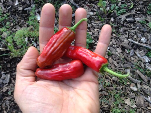 Holding a few Italian Pepperocini Peppers in hand.