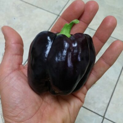 Pepper Purple Beauty in hand.