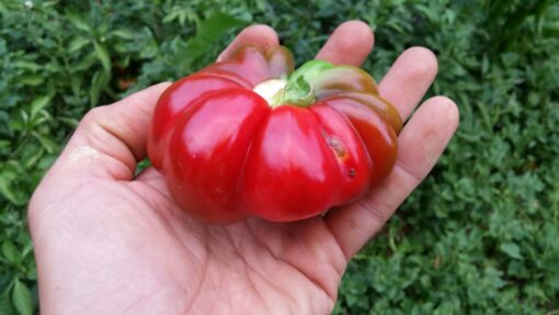 Holding a slightly unripe Red Ruffled Pimiento Pepper.