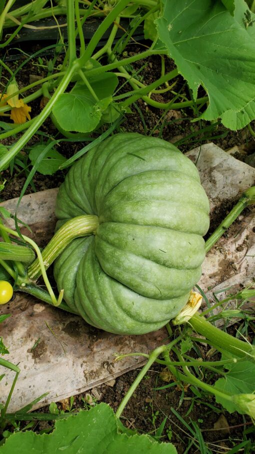 A green Jarrahdale Large Pumpkin sitting on a piece of cardboard.