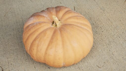 Dusty orange colored Long Island Cheese Pumpkin sitting on the concrete.