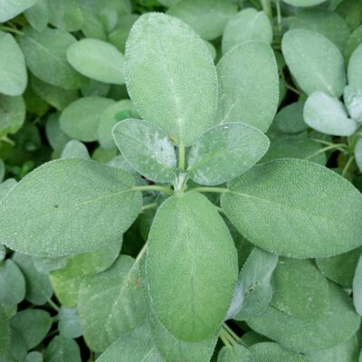 Sage leaves that are very large and have that powdery like look to them.