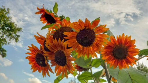 Autumn Beauty Sunflowers blooming against the slightly cloudy blue sky.