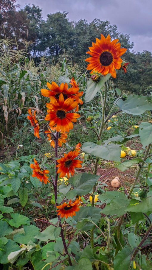Tall Autumn Beauty Sunflowers in the squash field with corn in the background.