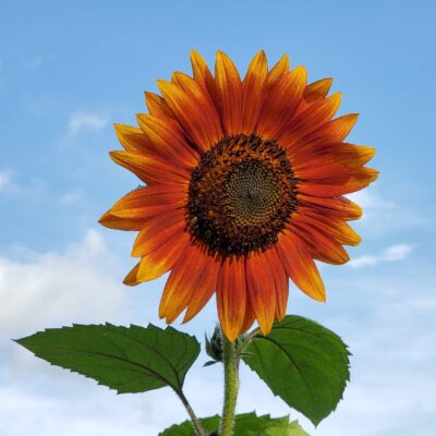 Sunflower Velvet Queen head contrasted against the blue sky.