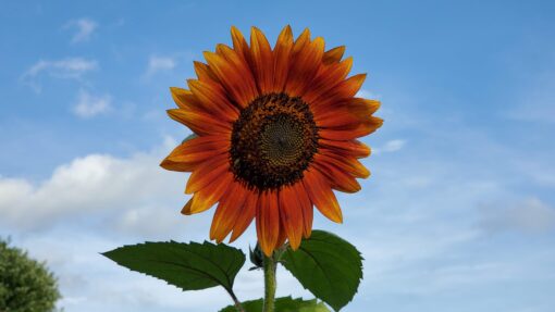 A vibrant Velvet Queen Sunflower high in the blue sky.