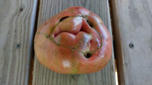 A bumpy Cherokee Purple Tomato turned upside down.
