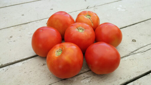 A cluster of ripe red Money Maker Tomatoes.