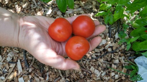 A handful of Money Maker Tomatoes in the garden.