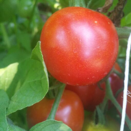 Tomato Stupice hanging on the vine surrounded by green leaves.